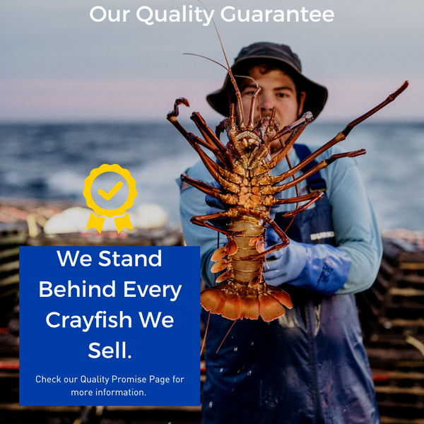 Frozen Whole Cooked West Australian lobster