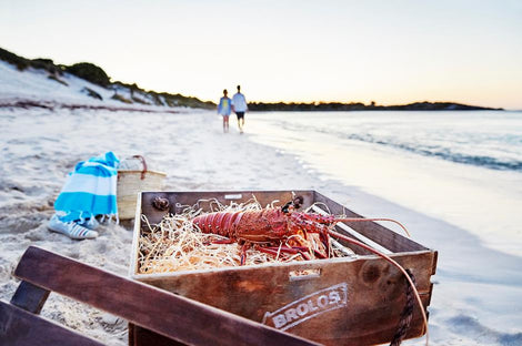 West Australian Live Lobster