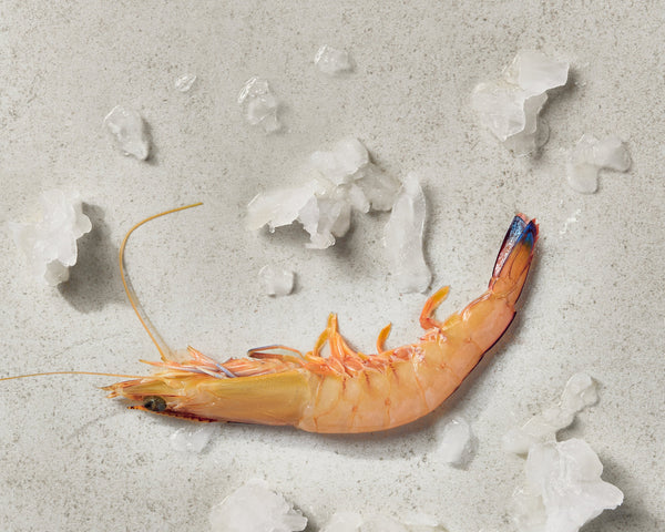 Shark Bay King Prawns Raw (5kg) 9/12 XXLarge