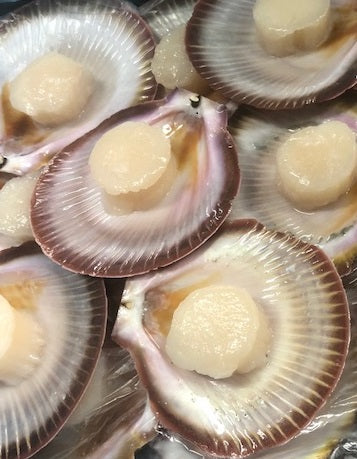 Shark bay Scallops (72 pieces)