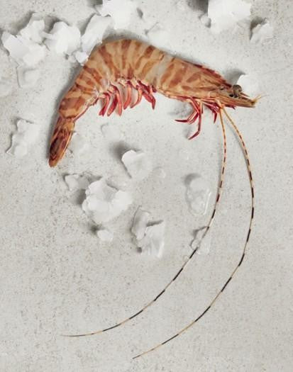 Exmouth Raw Tiger Prawn xLarge (13/15) 5kg